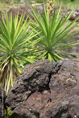 pine tree on the beach