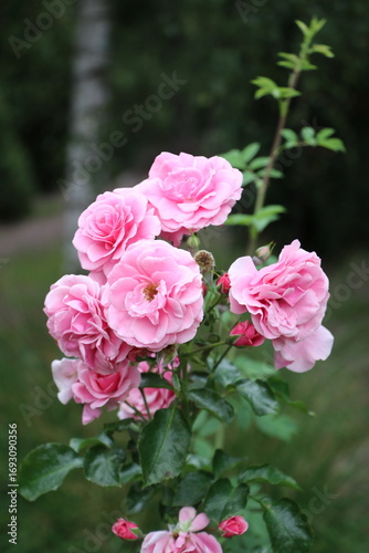 pink roses in garden