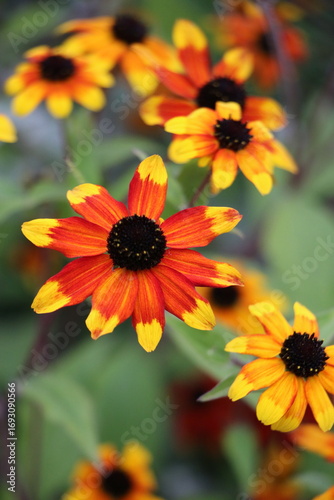 orange and yellow flower
