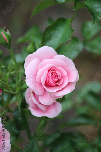 pink rose