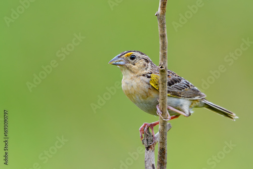 Grasshopper Sparrow