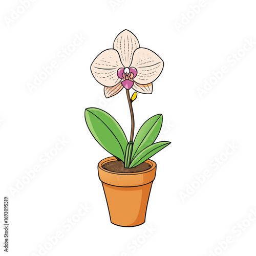 Elegant blooming orchid in a pot on a clean white background vector art