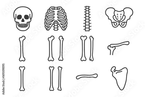 Human Bone Icons. Line style icons of human bones: skull, ribcage, spine, pelvis; femur, humerus, radius, ulna; tibia, fibula,