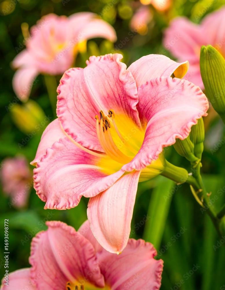 Fototapeta premium Close-up of a delicate pink lily with ruffled petals, yellow center, vibrant green background