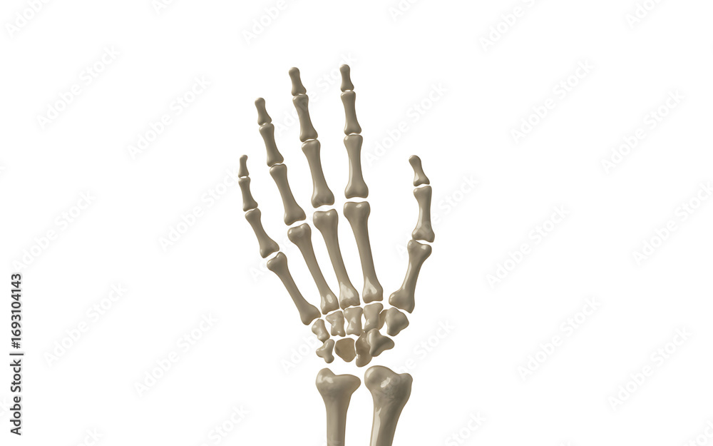 Fototapeta premium Human skeleton hand isolated isolated on transparent background