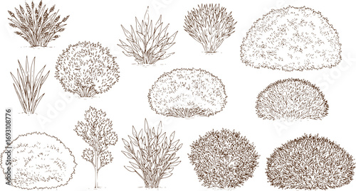 Set of bush and bare bush, decorative garden plants, contour. Vector illustration
