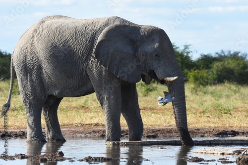 Afrikanischer Elefant  loxodonta africana  am Wasserloch Tsumcor im Etoscha Nationalpark in Namibia. 