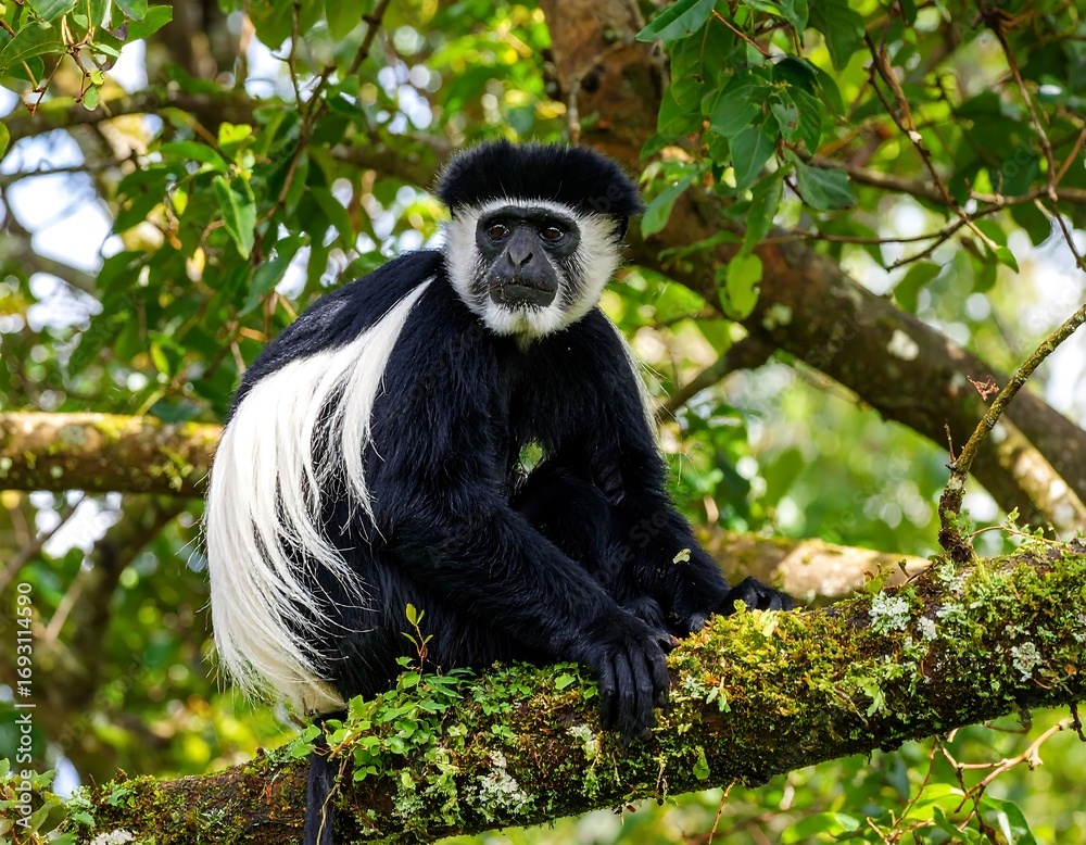 Obraz premium Monkey in tree