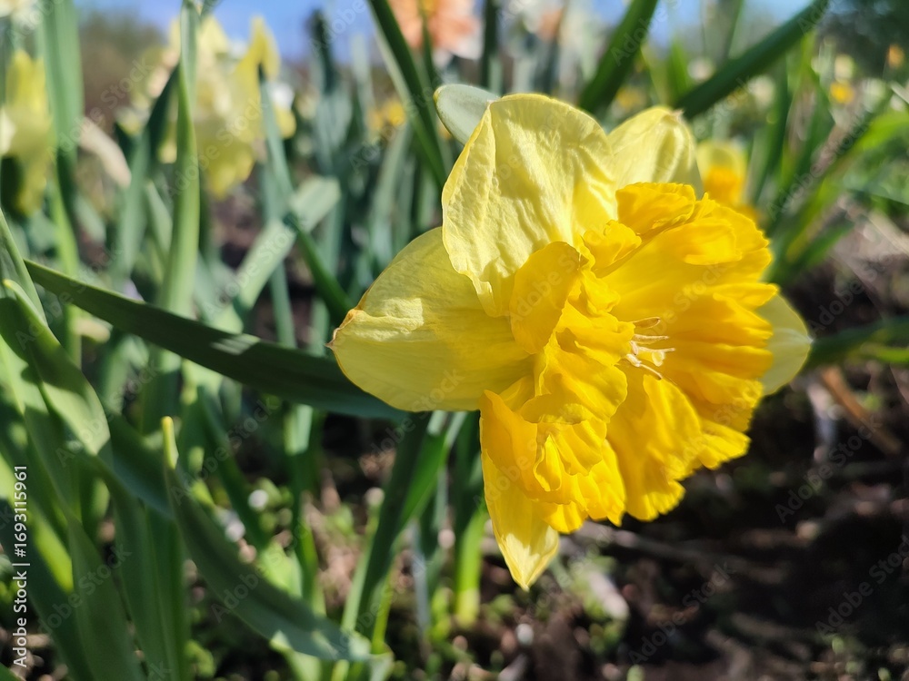 Fototapeta premium Beautiful blooming flower of narcissus variety Coral Crown. Blooming daffodil flower with yellow petals in inflorescence with stamens on green stem with leaves growing in ground on sunny spring day