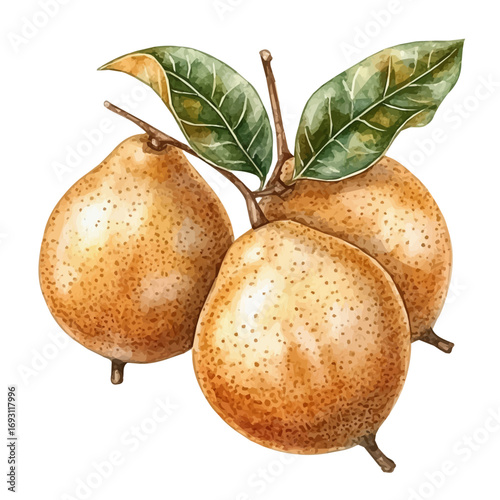 watercolor vector of Sapodilla, isolated on a white background.