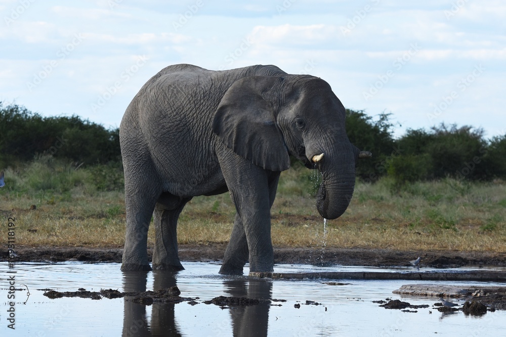 Obraz premium Afrikanischer Elefant (loxodonta africana) am Wasserloch Tsumcor im Etoscha Nationalpark in Namibia. 