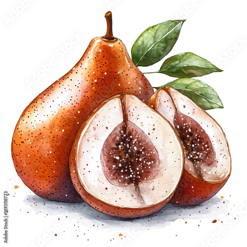 Sapodilla, watercolor painting vector, isolated on a white background.