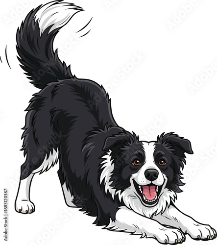 Border Collie dog playful bow pose cute cheerful vector illustration
