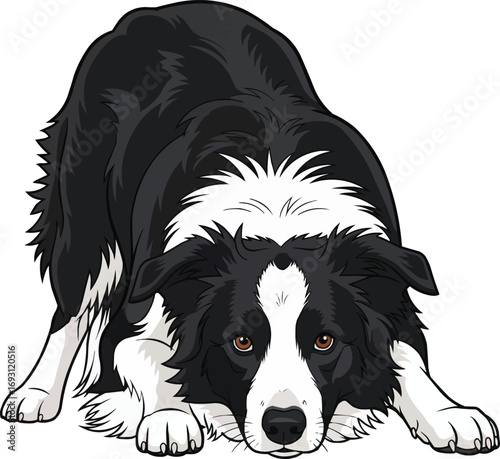 Border Collie dog alert herding stance crouching vector illustration