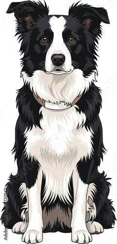 Border Collie dog sitting calm relaxed front view vector illustration
