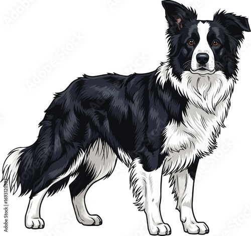 Border Collie dog standing alert facing front vector illustration