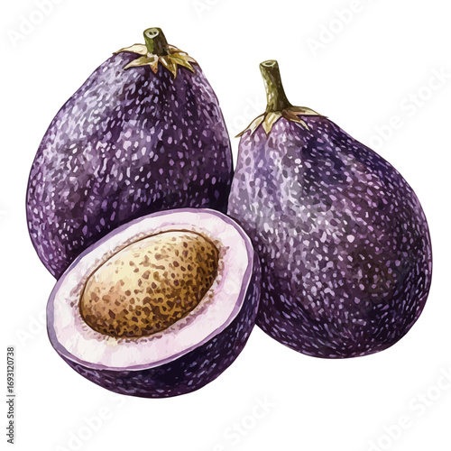 watercolor vector of Salak, isolated on a white background.