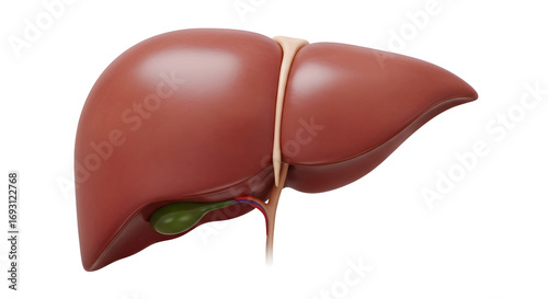 Anatomical illustration of the human liver and gallbladder isolated on transparent background