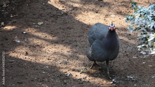 Helmeted Guineafowl (Numida meleagris) Traits: Very social, noisy, and excellent for pest control (they eat insects, including ticks).