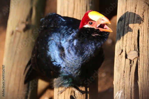 Violet Turaco (Musophaga violacea) Native to West Africa, found in forests, woodlands, and savannas.
Diet: Mostly fruit, with occasional leaves and flowers.