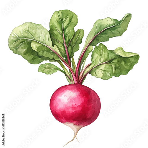 Radish, watercolor painting vector, isolated on a white background.