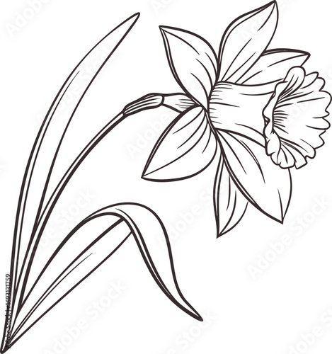 Elegant simple daffodil flower line drawing illustration for design projects