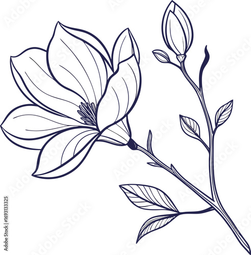 Minimalist magnolia flower line drawing delicate botanical illustration