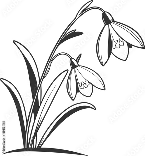 Delicate minimal black snowdrop flower line art illustration