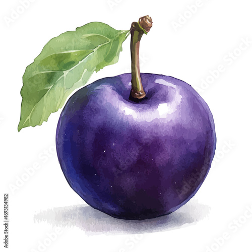 Plum, watercolor vector, isolated on a white background.