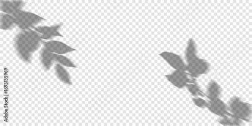 Vector Transparent Leaf Shadow | Tree Branch Overlay Effect for Natural Background Design