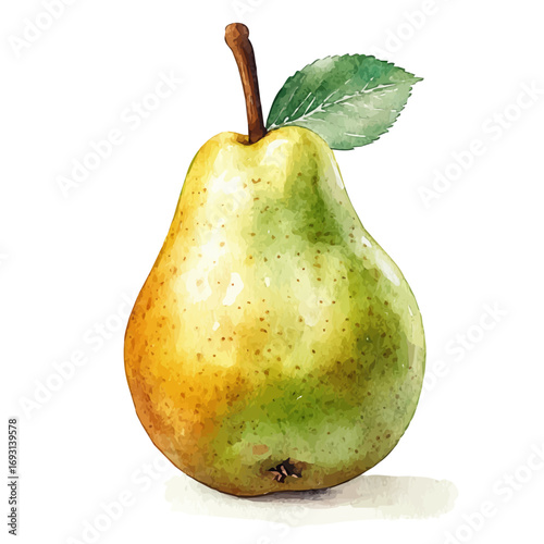 watercolor of Pear, vector, isolated on a white background.