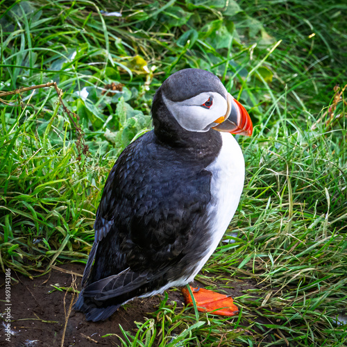Puffin in grass