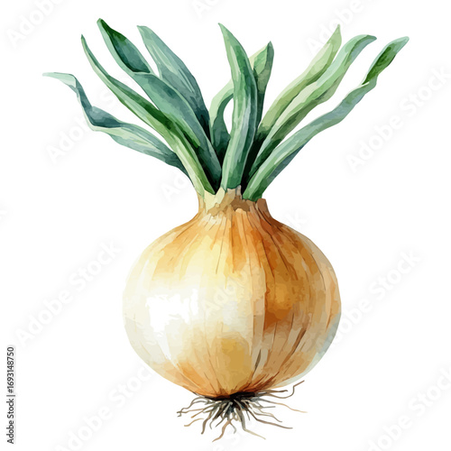 Onion, watercolor painting vector, isolated on a white background.
