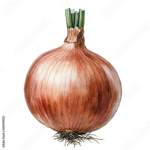 Onion, watercolor painting vector, isolated on a white background.