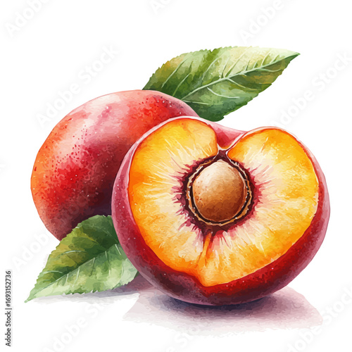 Nectarine, watercolor clipart vector, isolated on a white background.