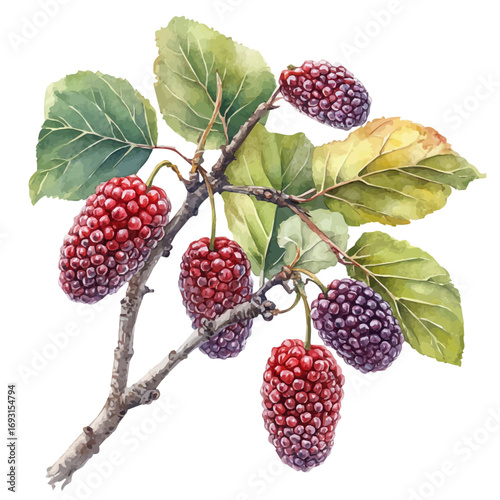 Mulberry, watercolor painting vector, isolated on a white background.