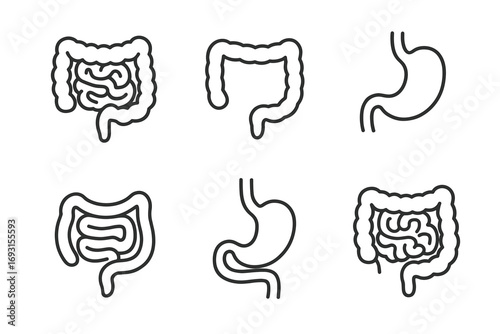 Digestive system diagrams featuring stomach and intestines
