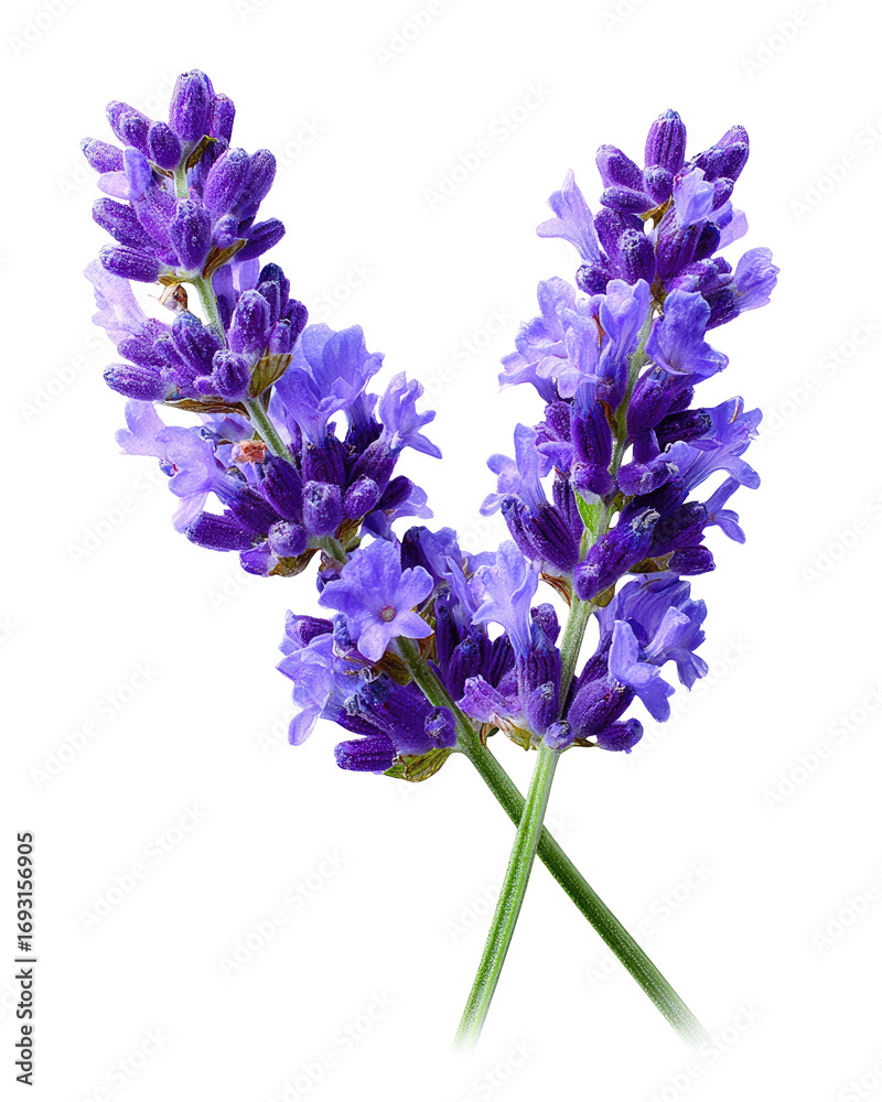 Naklejka premium Two vibrant purple lavender sprigs against a black background. Close-up, showing intricate detail of flower clusters