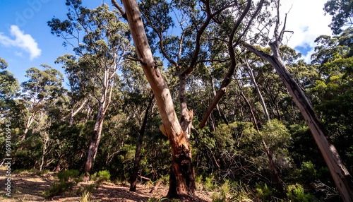 Forest scene; tall, gnarled tree center; sunlight filters through canopy