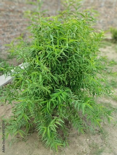 green moss on the ground