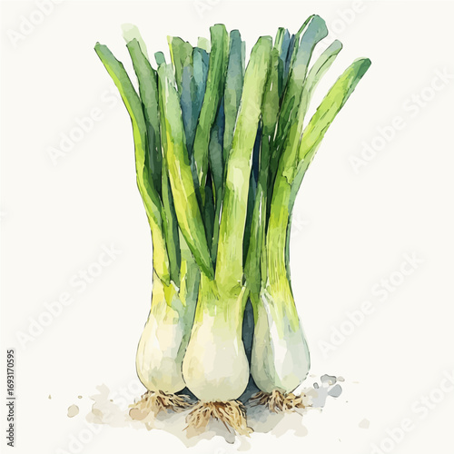 Leek, watercolor painting vector, isolated on a white background.