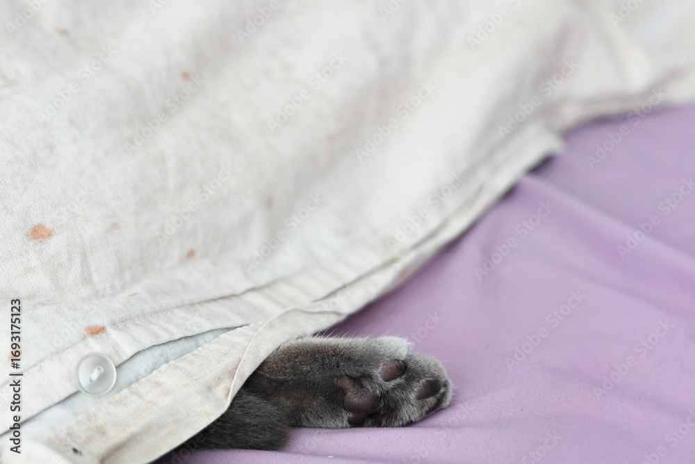 Obraz premium Cute cat paw sticking out from under blanket on bed, cozy and funny pet concept