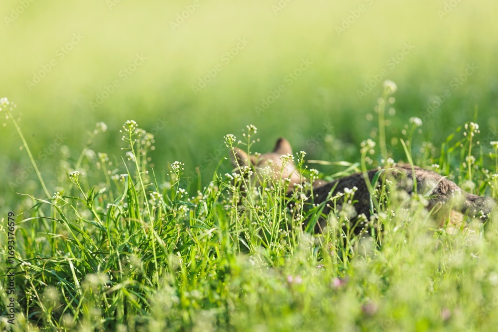 Fototapeta premium A canine rests serenely hidden amongst the wildflowers and grasses on a bright sunny day. The animal appears calm and undisturbed within the lush greenery