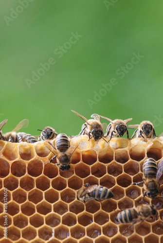 Canvas Print Busy honeybees diligently working, crafting golden honeycomb cells filled with fresh honey