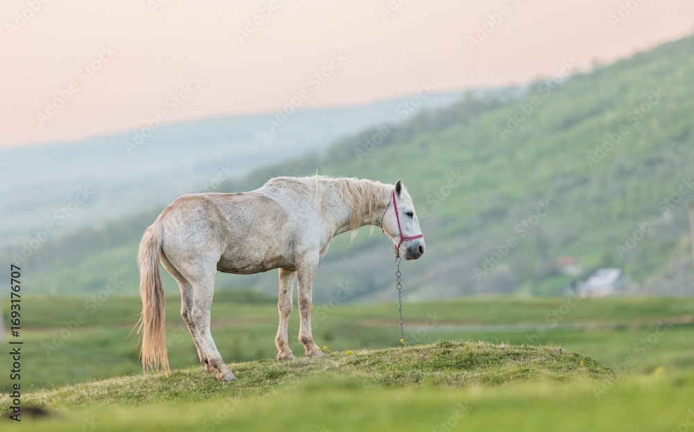 Fototapeta premium A white horse with a red halter stands calmly on a grassy knoll. Rolling green hills rise in the background under a pastel dawn or dusk sky