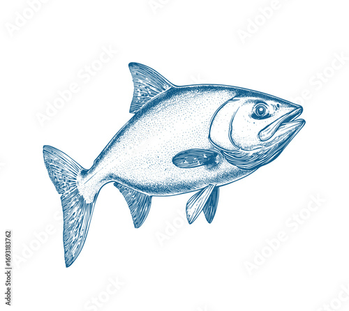 fish drawing illustration aquatic animal art design ocean sea life image