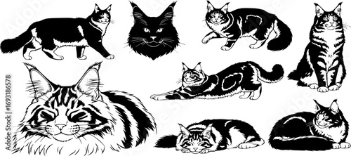 Maine coon cat svg, Maine coon cat silhouette, Maine coon cat clipart, Maine coon cat vector set of 8