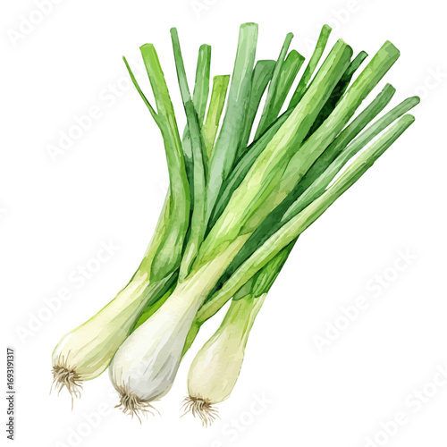 watercolor of Green Onion, vector, isolated on a white background.