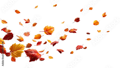 Falling autumn leaves against black background