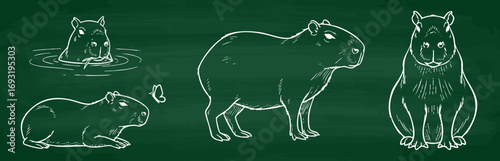 Capybara Zeichnungen Vektorgrafik Collage auf grüner Kreidetafel Illustration Nagetier

